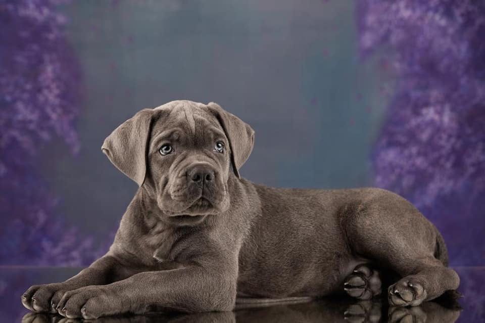 Пропонуємо класнючих цуценят кане корсо