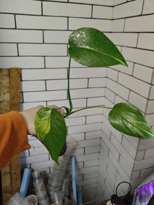 монстера yellow, тайське сузір'я,