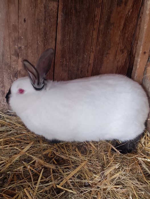 Sprzedam królika samca kc