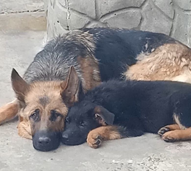 Щенки немецкой овчарки мальчики!