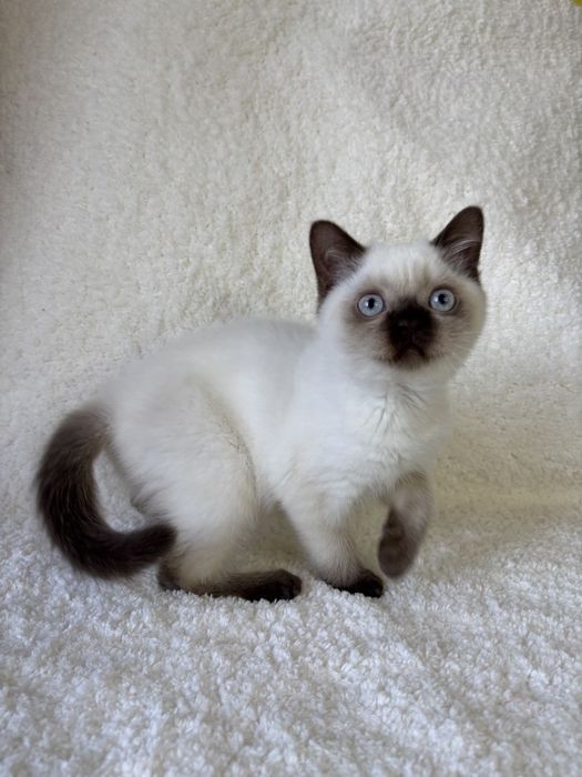 Шотландский котик