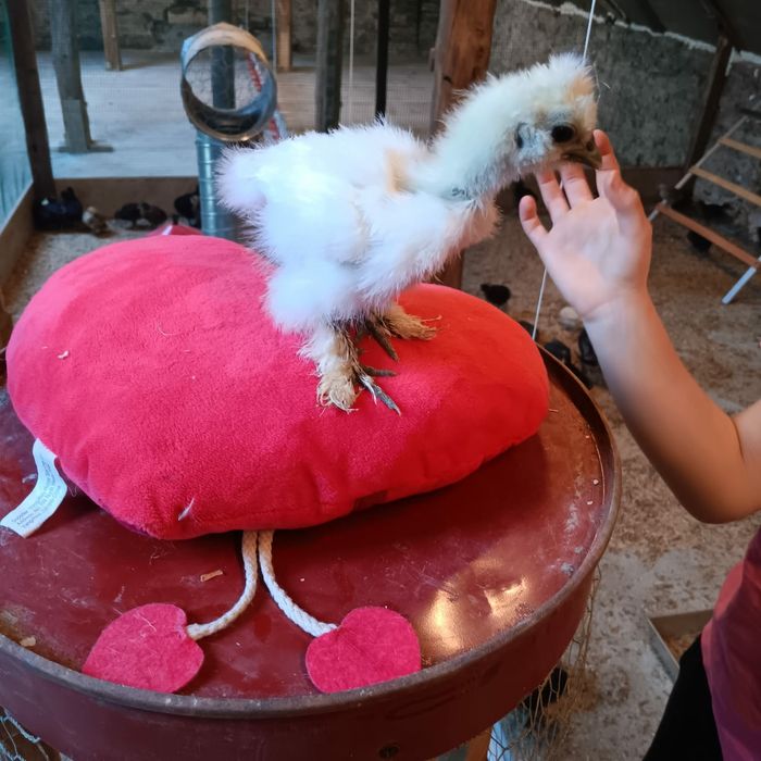 Silki naturalne ekologiczne kury silki jedwabiste USA silki