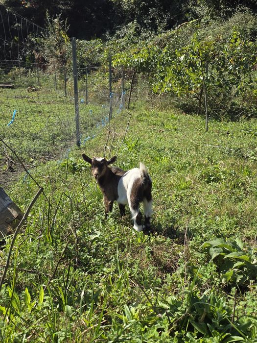Cabras e cabritos anões