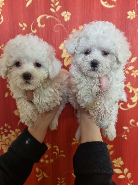 Хлопчик і дівчинка бішонів