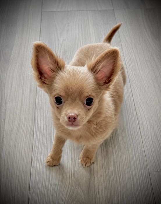 Chihuahua długowłosy