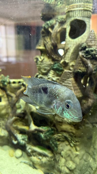 Продам гарних рибок