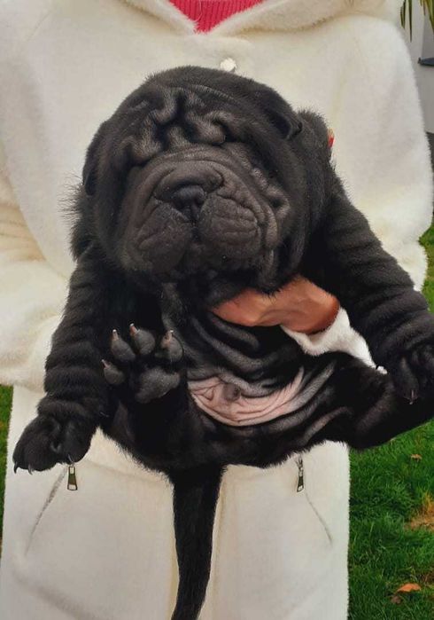 Shar Pei z rodowodem