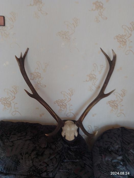 Настенные рога оленя