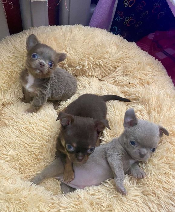 Супер ексклюзивний пупсик Фунтік!