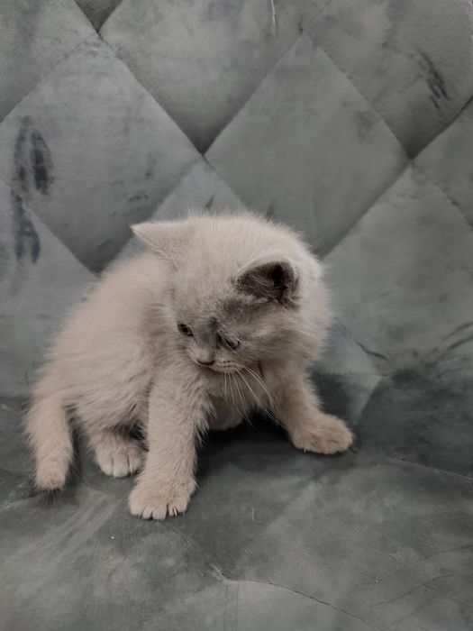 Шотландські кошенята