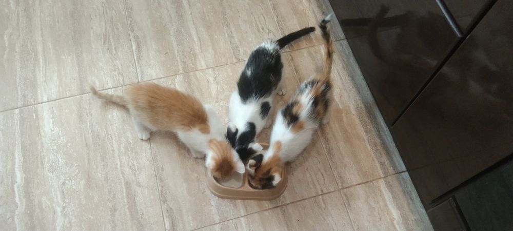 Шукаю руду кішечку