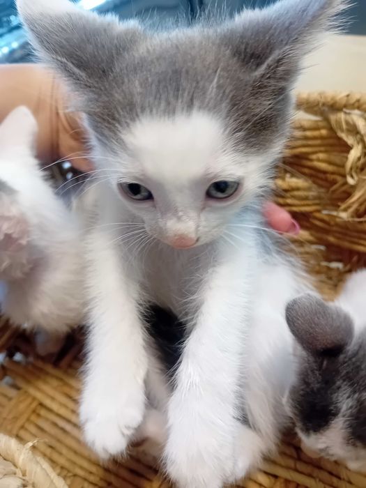 Ofereço gatinhos cerca de 2 meses
