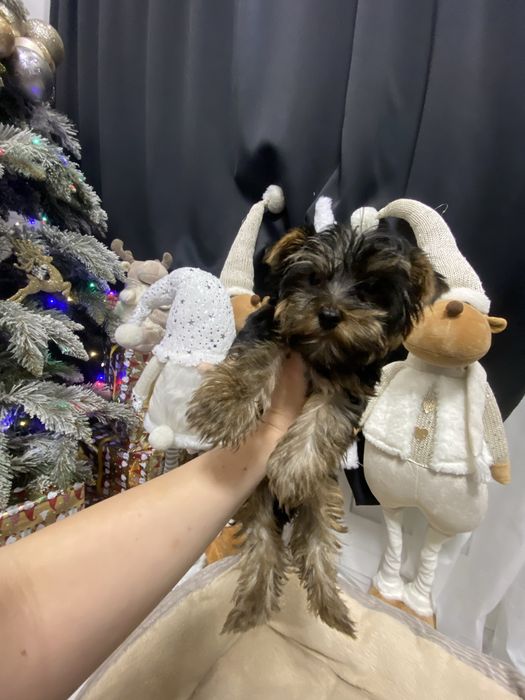 Красунчик хлопчик Міні йорк 3 міс