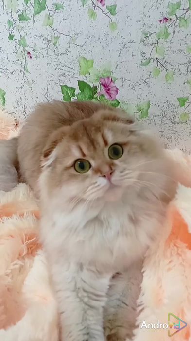 Красивенная вислоухая девочка золотая шиншилла Хайленд