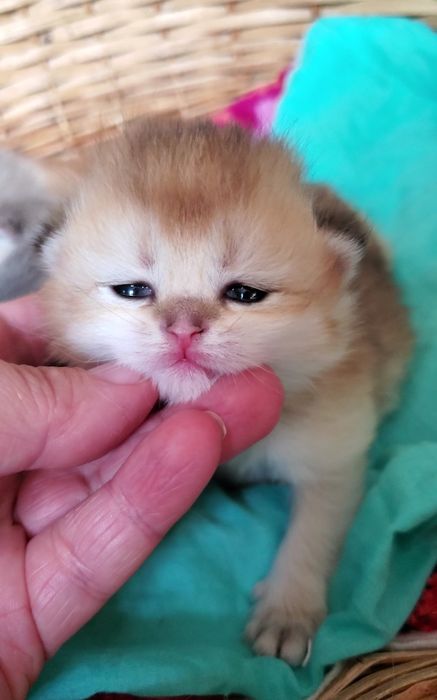 Ласковые и ручные котята золотая шиншилла