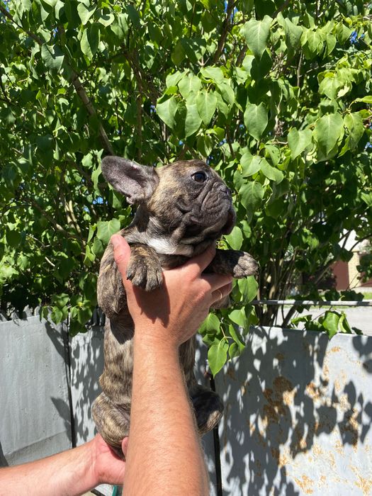 Французький бульдог