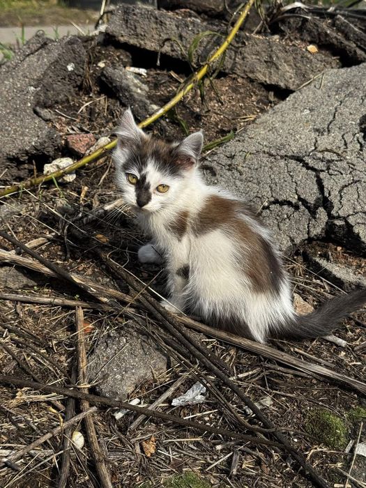 вуличне кошеня, дівчинка 3 місяці