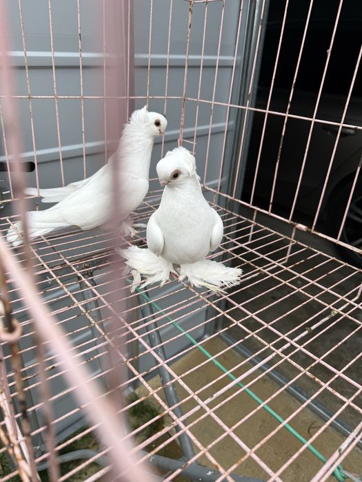 Sprzedam pare krulewskie