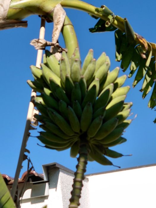 Bananeiras Bananas Fruto (3 = 40,00 EUROS)