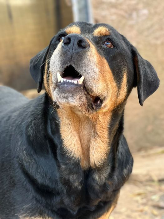 Rottie Chouriço, para adoção