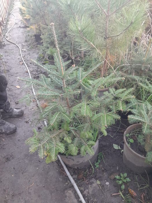 Декоративные растения