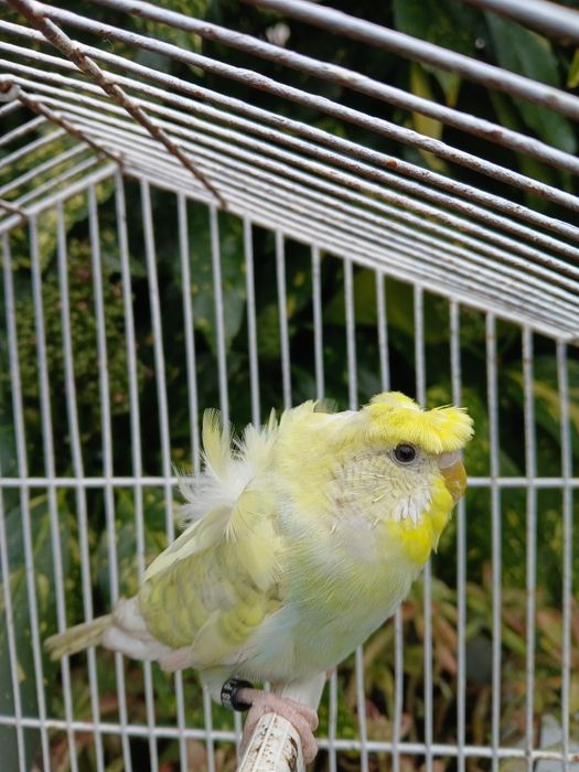 Periquitos Hagoromo Spangle