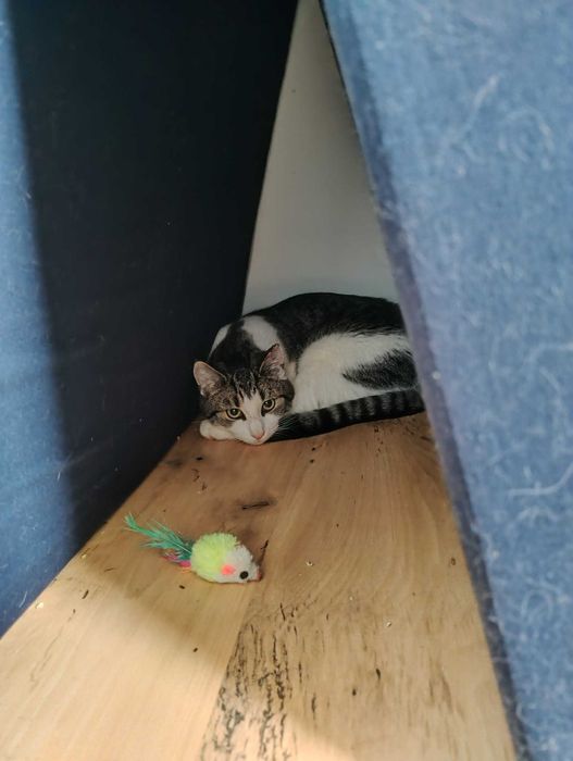 Piękny, duży Lord szuka swojego człowieka.