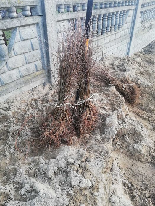 Sadzonki brzozy brzoza