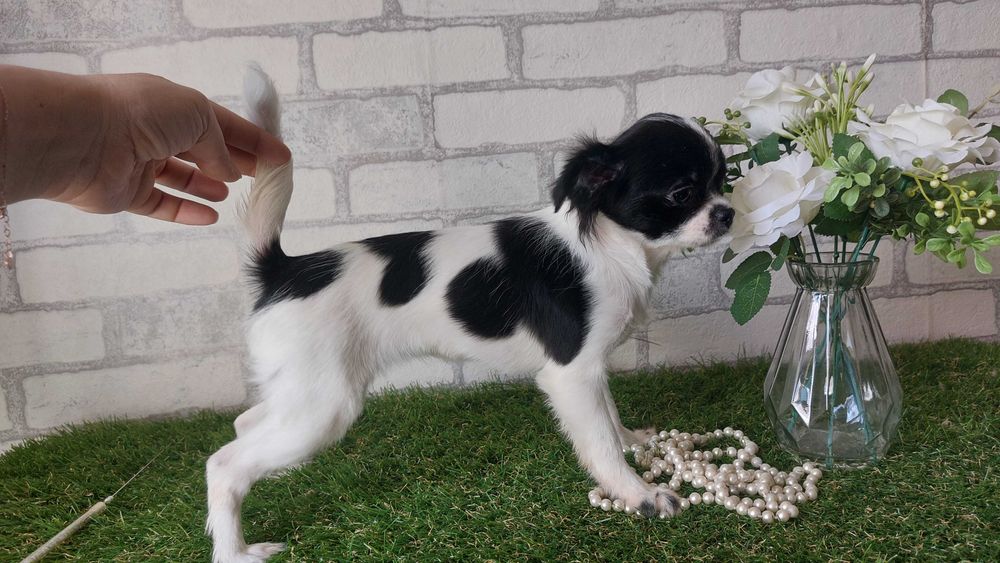 Дівчинка Чихуахуа