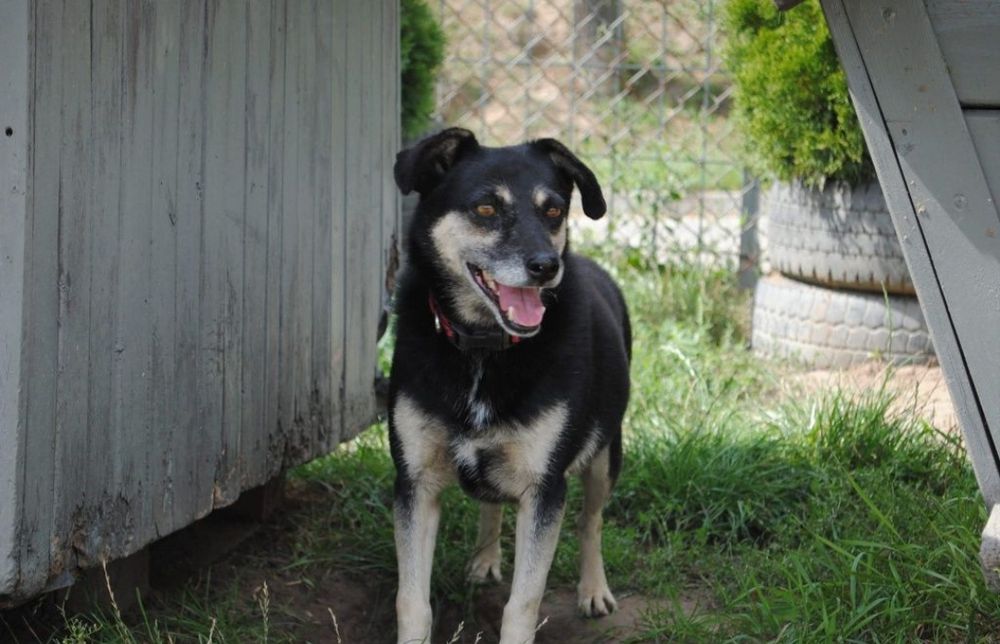 Luka 7 letnia wylękniona sunia do adopcji