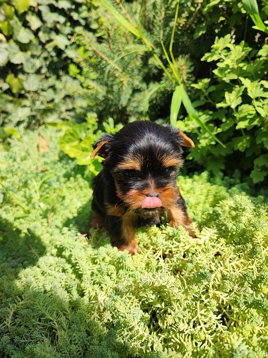 Девочка Йоркширский терьер с Беби фейсом