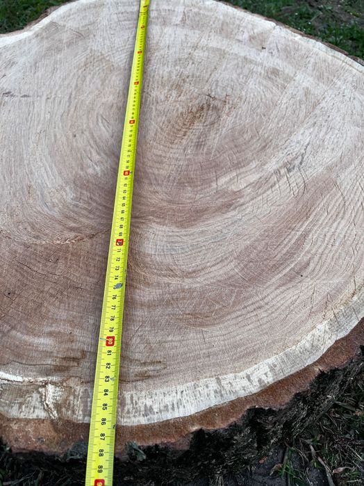 Plaster  Dębowy dąb czerwony)