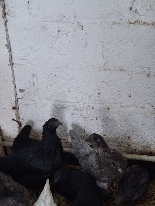 Sprzedam ayen cayeni