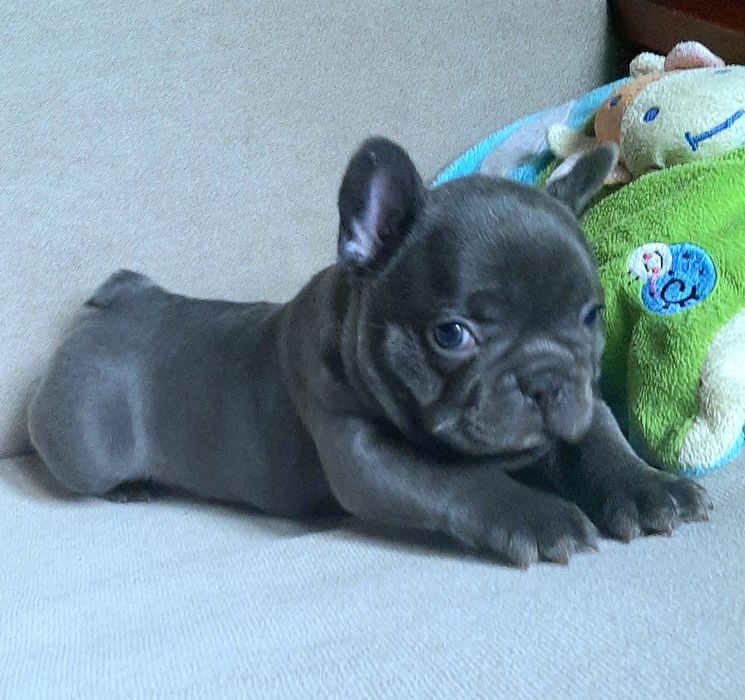 Buldog francuski chlopak