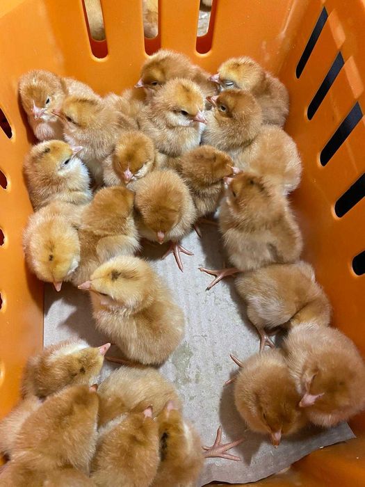 Kurczaki pisklęta nioski, brojlery, Leghorn, Greenshell, Sussex, Rosa