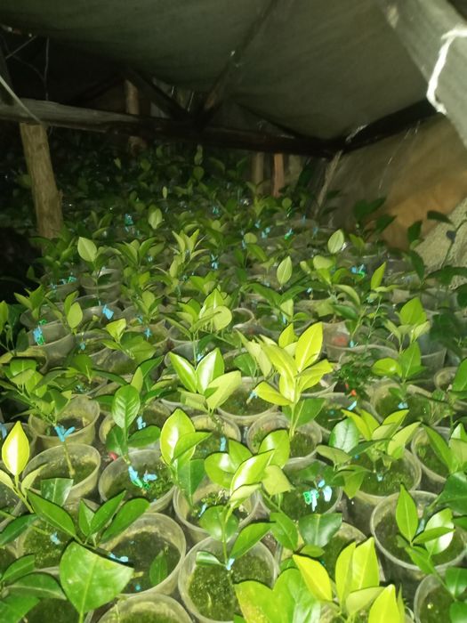 Мандарин-Апельсин- Кумкват- Клементин -Лимон -інше