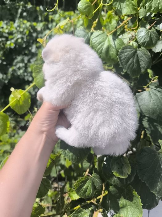 Spitz Mini. .Lulu da Pomerânia. Menino Mini .