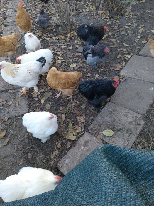 Карликові кохінхіни