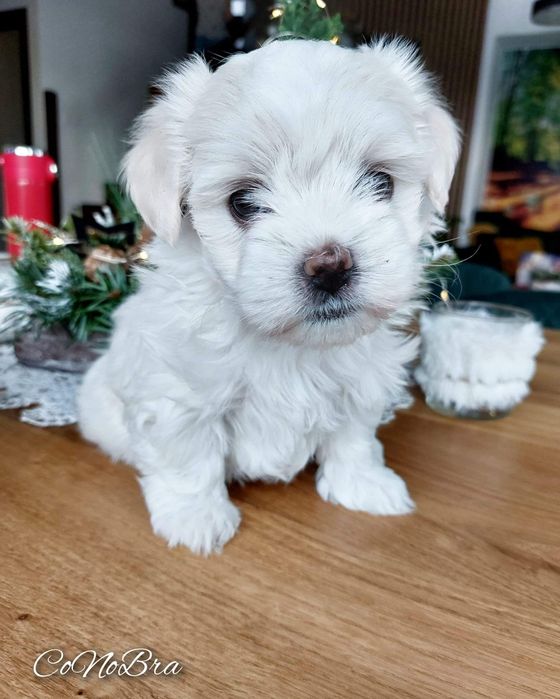 maltańczyk maltańczyki ostatnia sunia