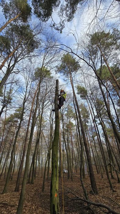 Wycinka drzew Toruń okolice, Bydgoszcz okolice
