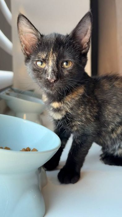 Кошеня дівчинка котеня
