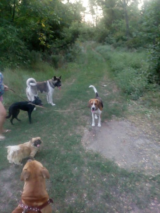 Зооотель/Зоогостиница/Гостиница для собак/передержка/зоосадик/няня