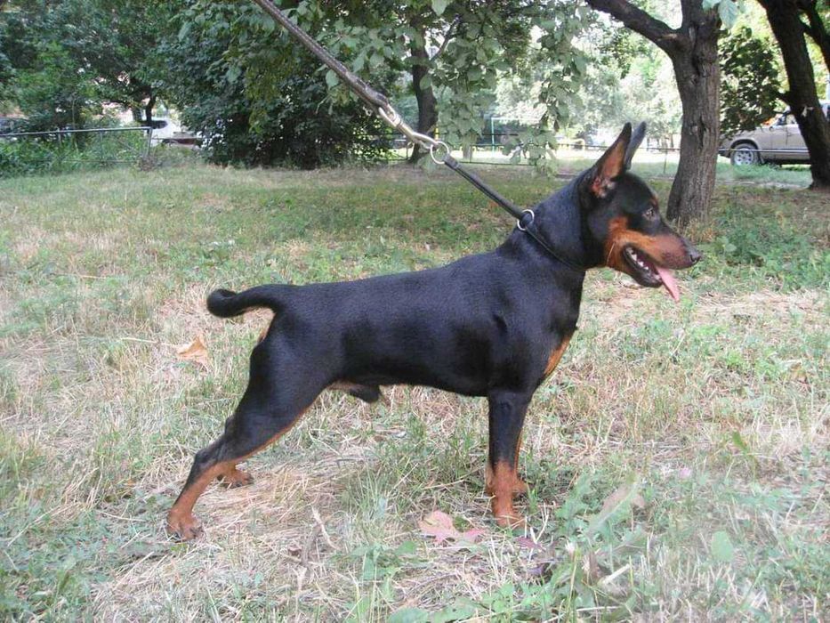 Цвергпинчер кобель для вязки