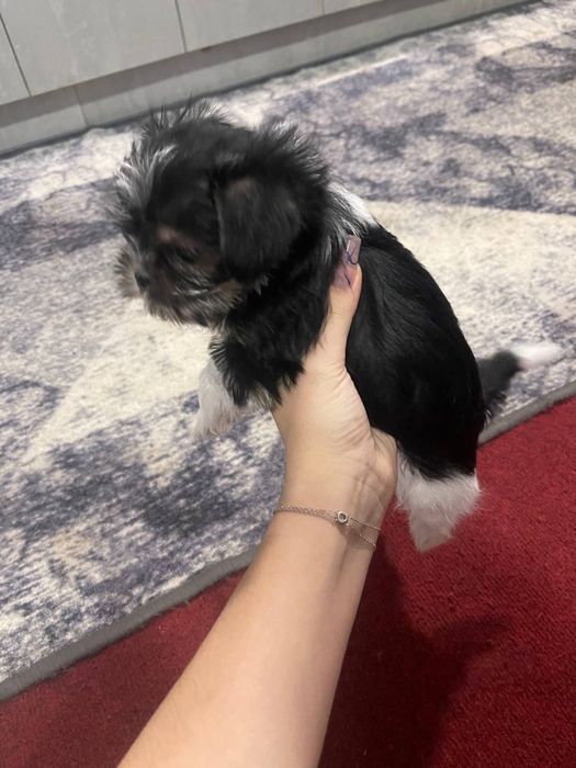 Продається собака міні йорк