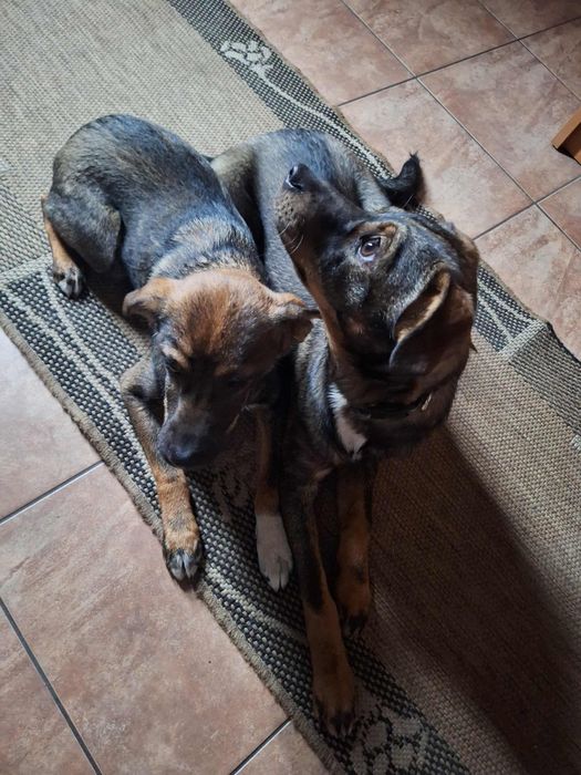 Suczka 11 miesięcy do adopcji