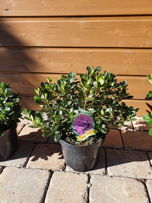 azalia japońska krzewy ozdobne rododendron