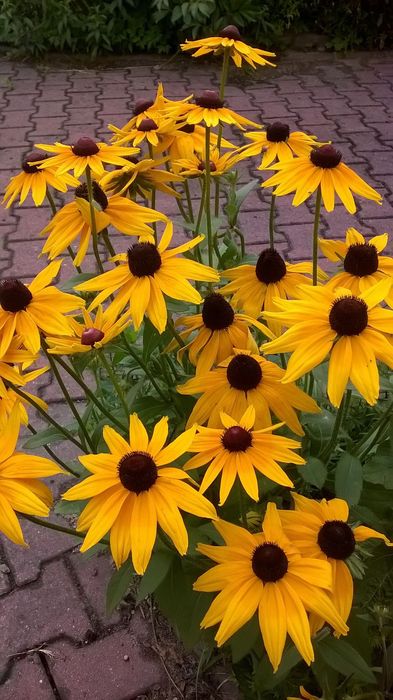 Rudbekia sadzonki 20 szt mix kolorów