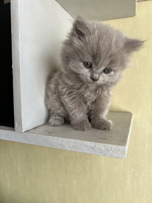 Продам котів Британці та вісловухі