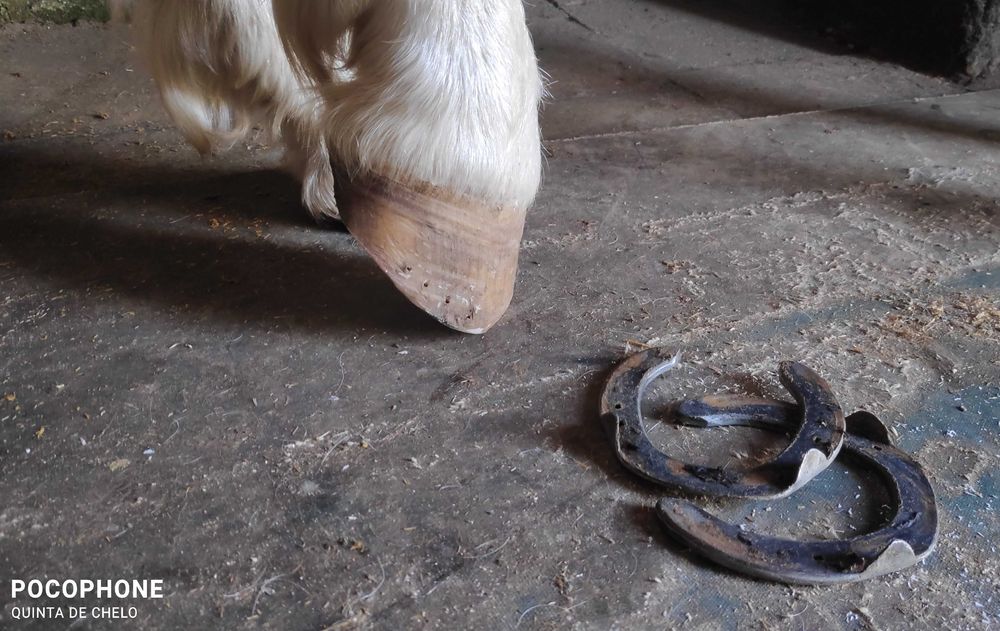Aparo / Recorte de Cascos de Cavalo em Barefoot