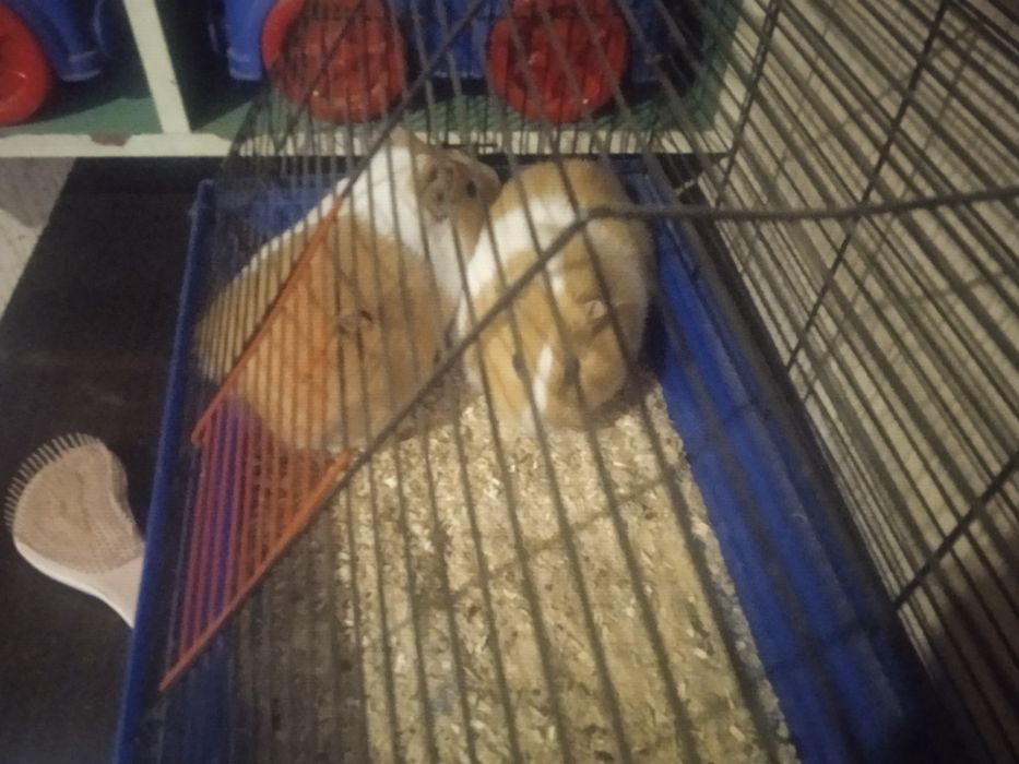 Віддам безкоштовно 2 свинок